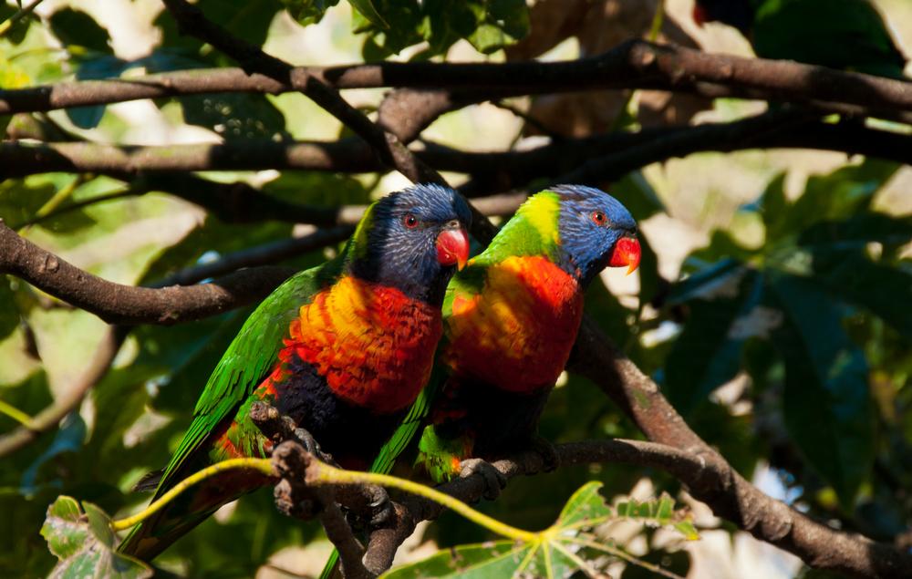 Lorikeets